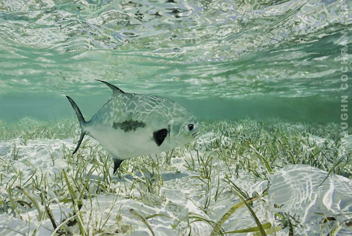 Free Swimmer Ltd Edition Giclee on Paper