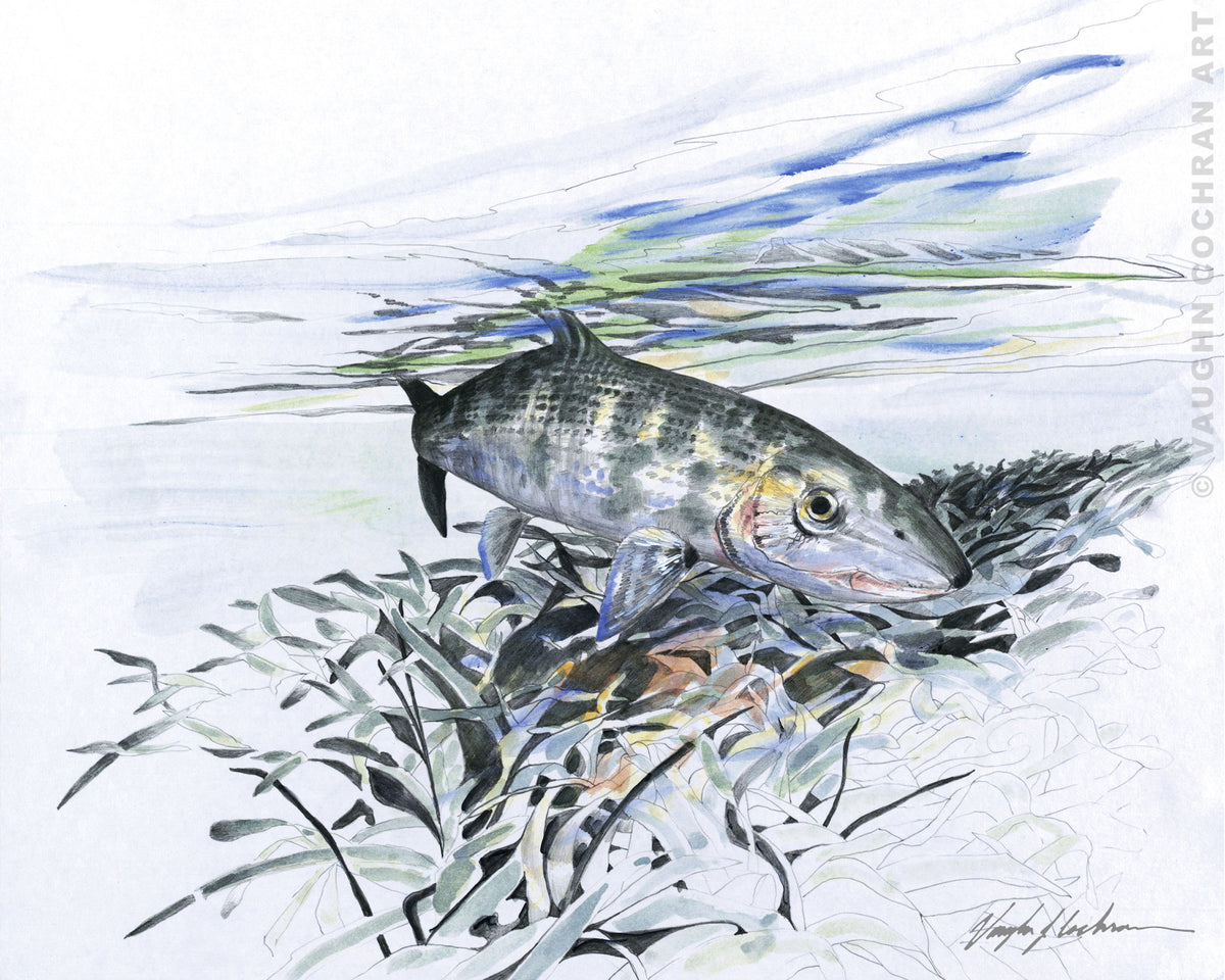 Spanish Bonefish Ltd Edition Giclee on Paper