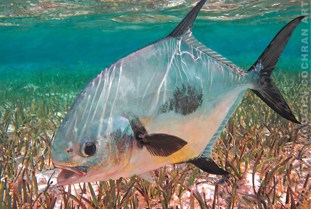 Permit on the Edge Lt Edition Giclee on Paper